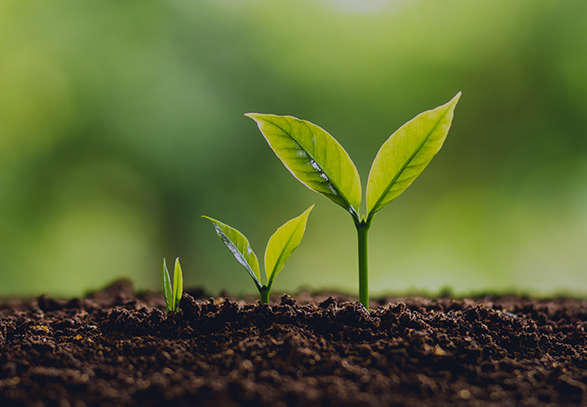 3 plant sprouts in a line all at different levels of growth