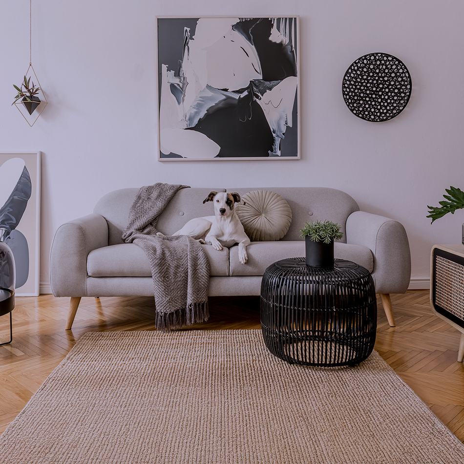dog on a grey sofa in a minimally decorated room